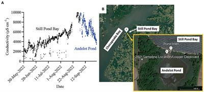 Physiological and life history responses in a mayfly (Callibaetis floridanus) inhabiting ponds with saltwater intrusion